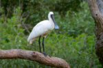 Royal spoonbill in warriewood wetlands
