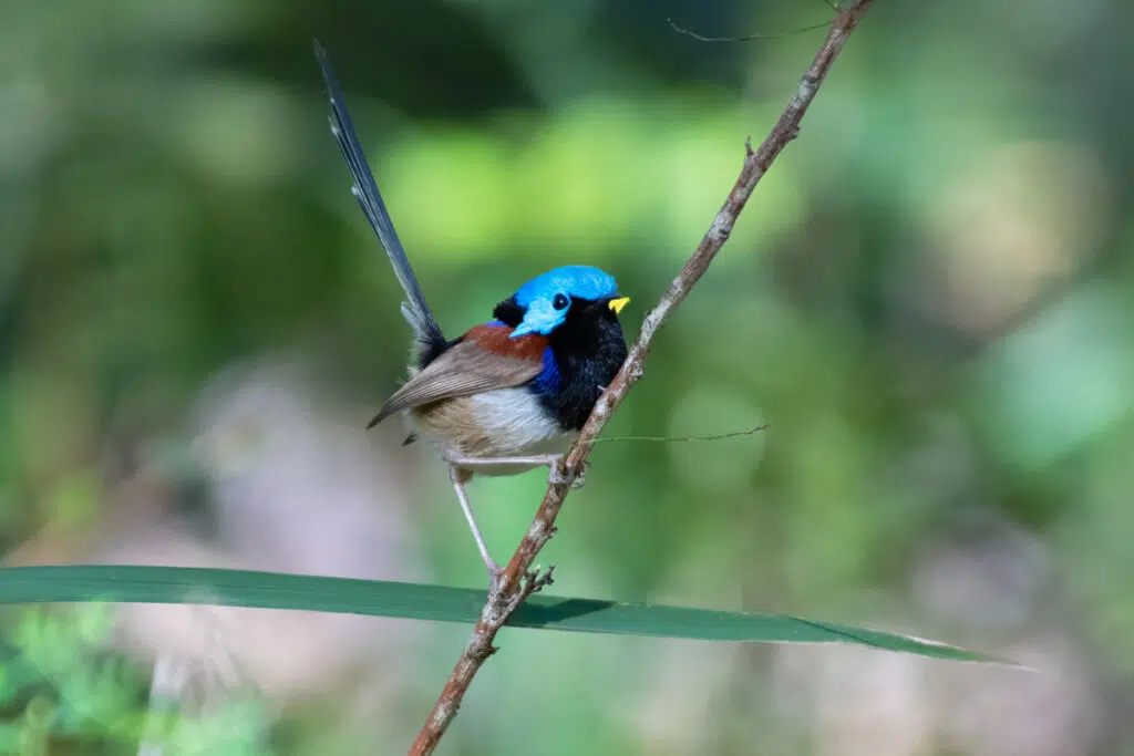 Birds in Sydney - Variegated fairy-wren