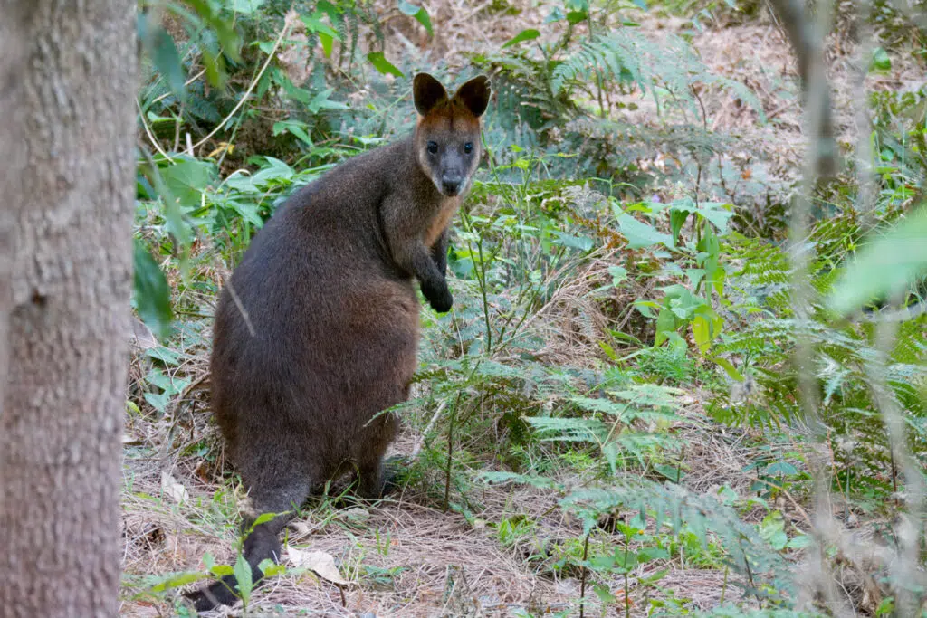 Swamp wallaby in Warriewood wetlands