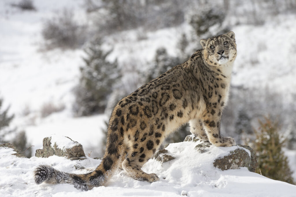 Snow leopard - the types of wild cats