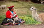 Peruvian woman with a Llama
