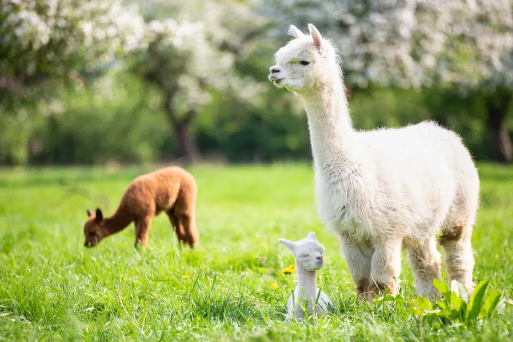Alpaca with a young