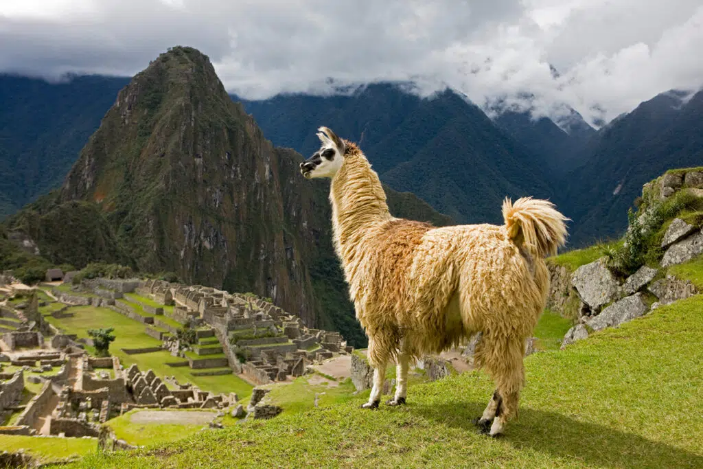 Llma in Machu Pichu