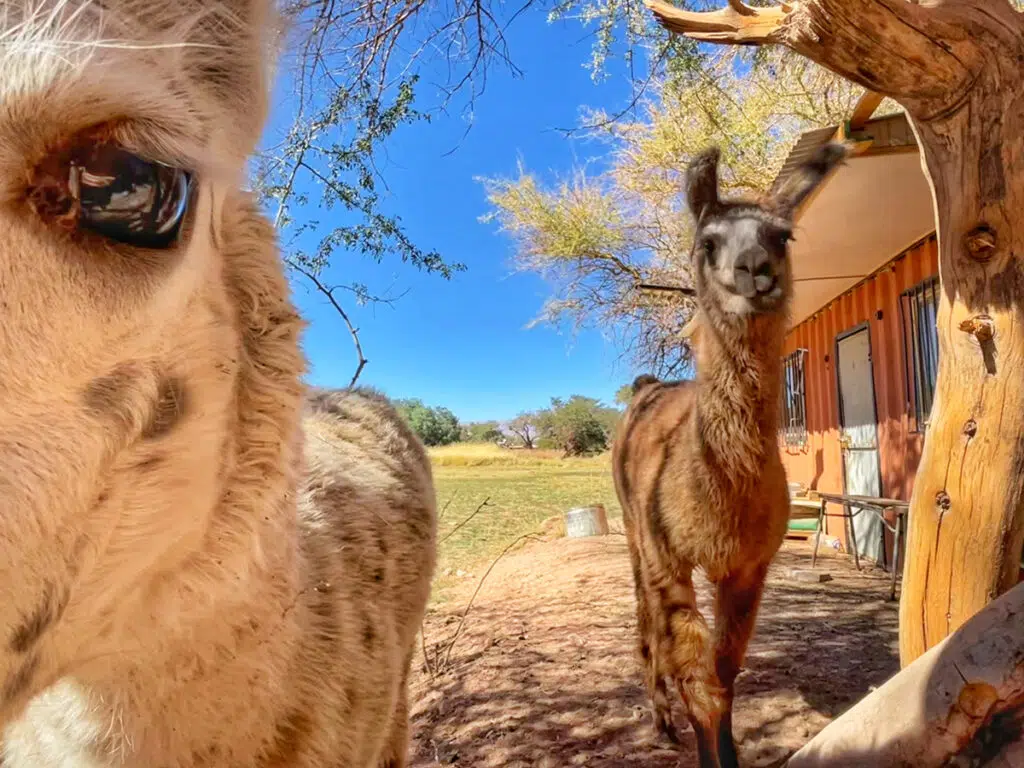 Llamas in San Pedro de Atacama