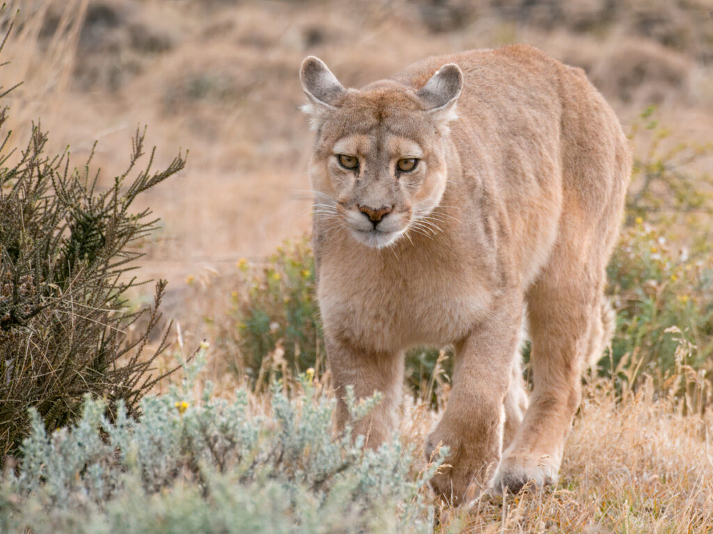 Patagonia Puma in Torres del Paine National Park