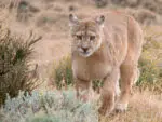 Patagonia Puma in Torres del Paine National Park
