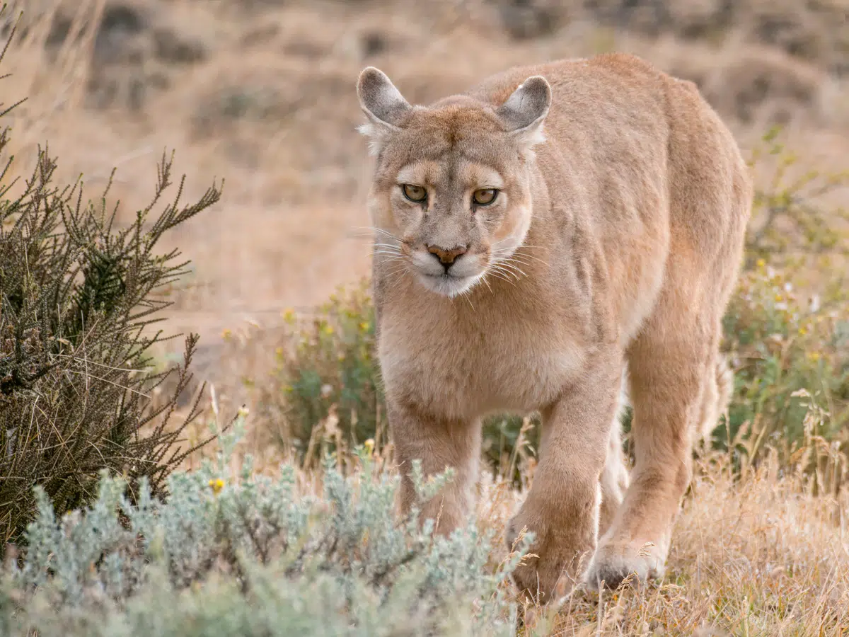Patagonia Puma in Torres del Paine National Park