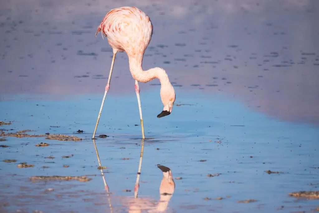 Chilean flamingo in Chaxa lagoon, San Pedro de Atacama