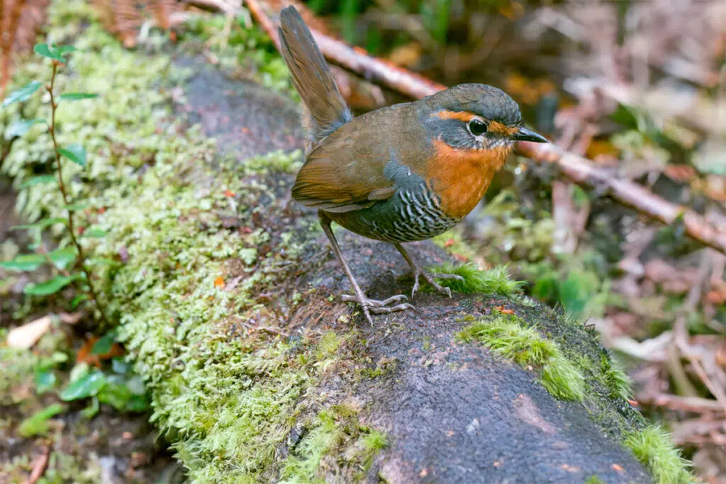Chucao on Chiloe Island