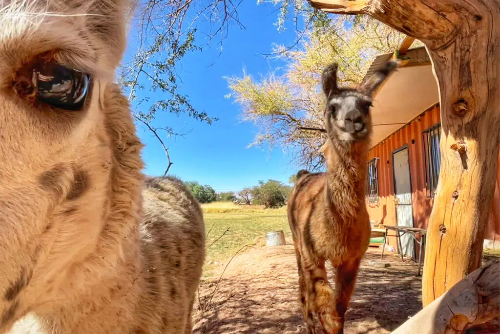 Llamas in San Pedr de Atacama