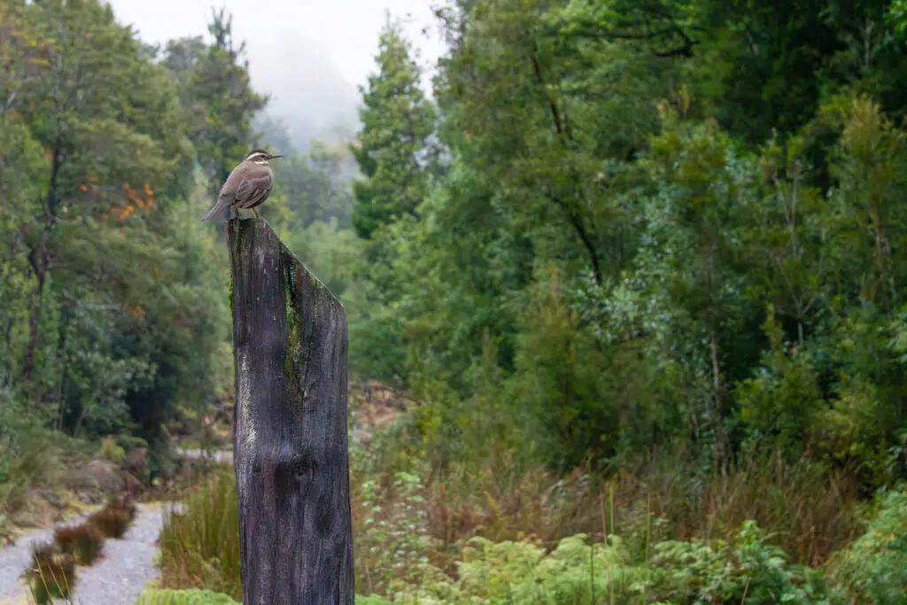 Valdivian forest on Chiloe Island