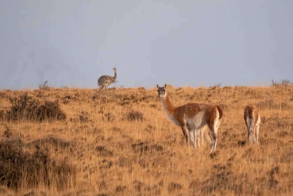 Darwin's rhea and guanacos in Patagonia