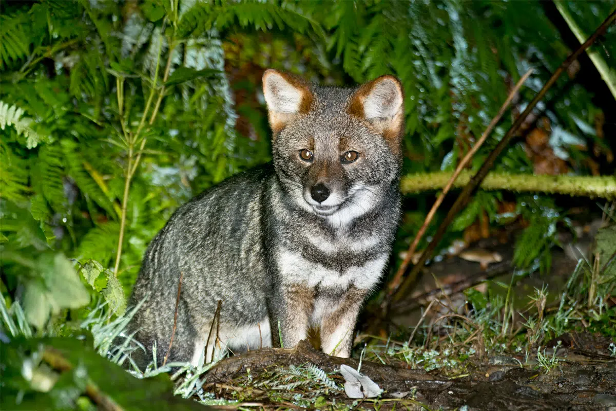 Darwin's fox on Chiloe island