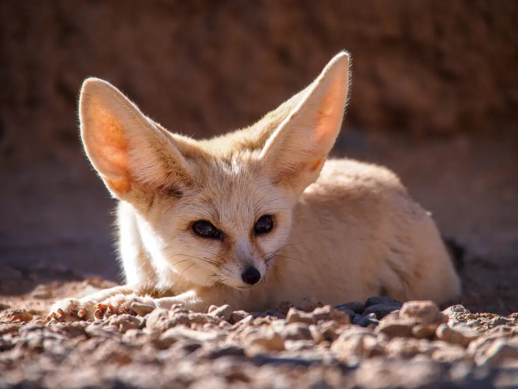 Types of foxes - Fennec fox