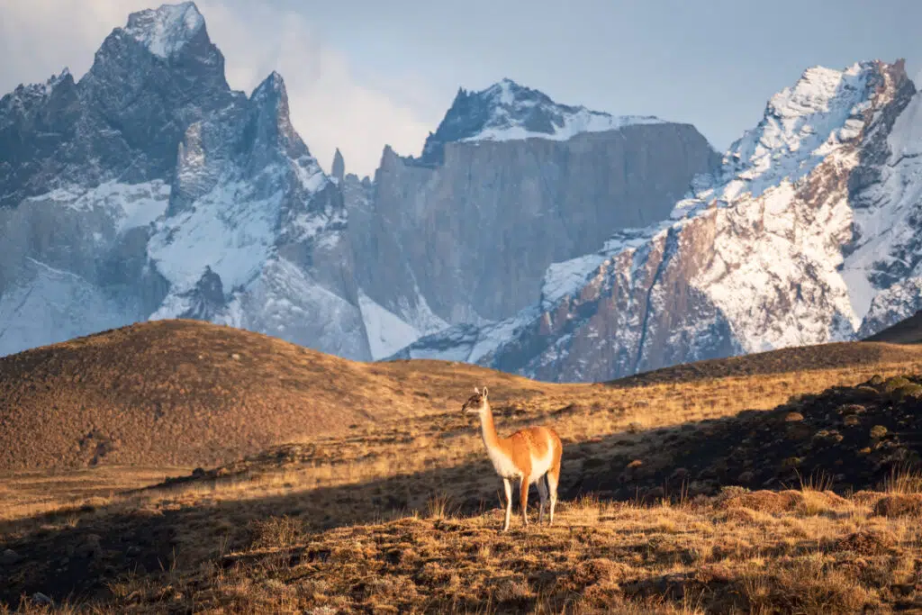 Guanaco in Torres del Paine National Park in winter