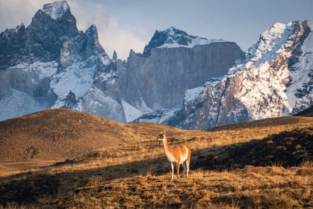 Guanaco in Torres del Paine