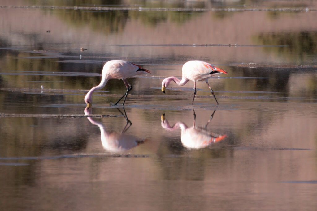 James' flamingo in Chaxa lagoon