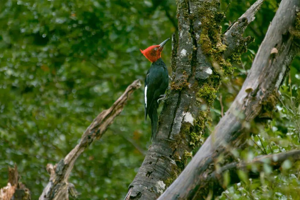 Maggellanic woodpecker on Chiloe Island