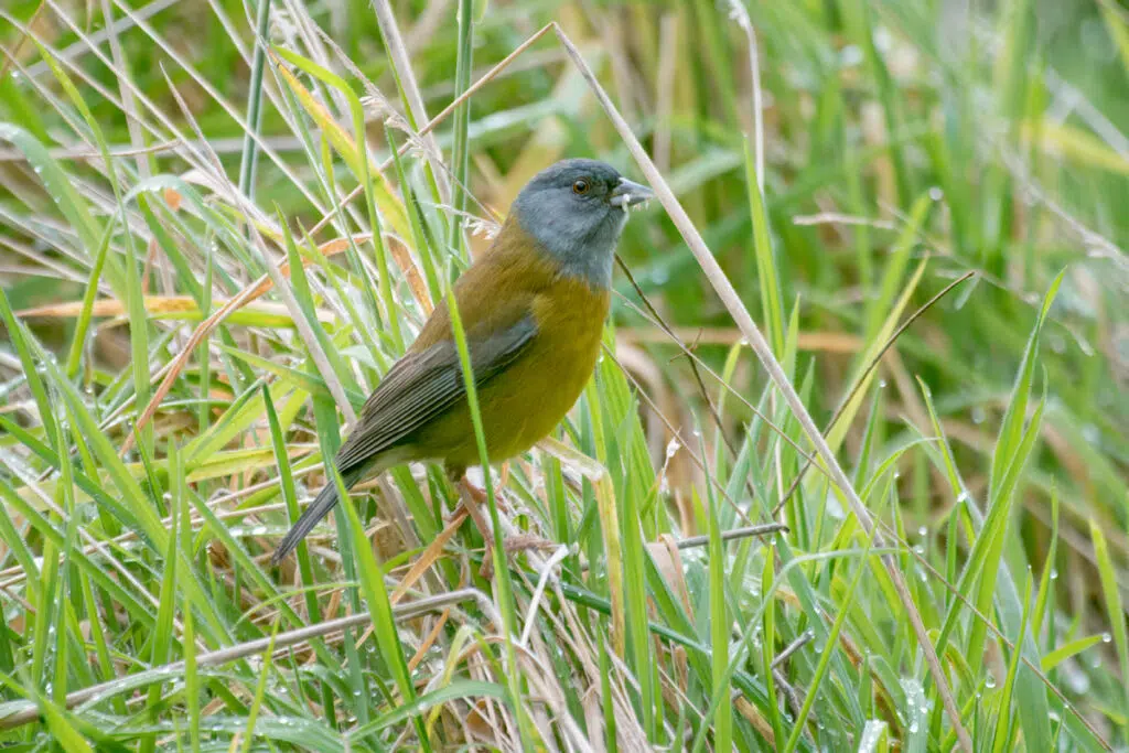 Patagonian sierra finch on Chiloe