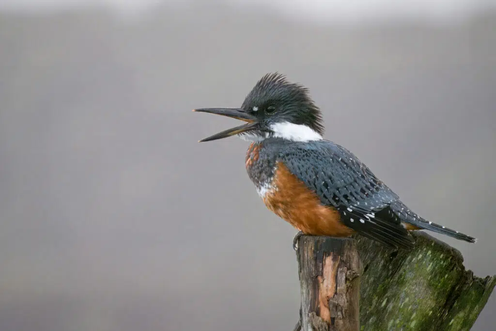 Ringed kingfisher