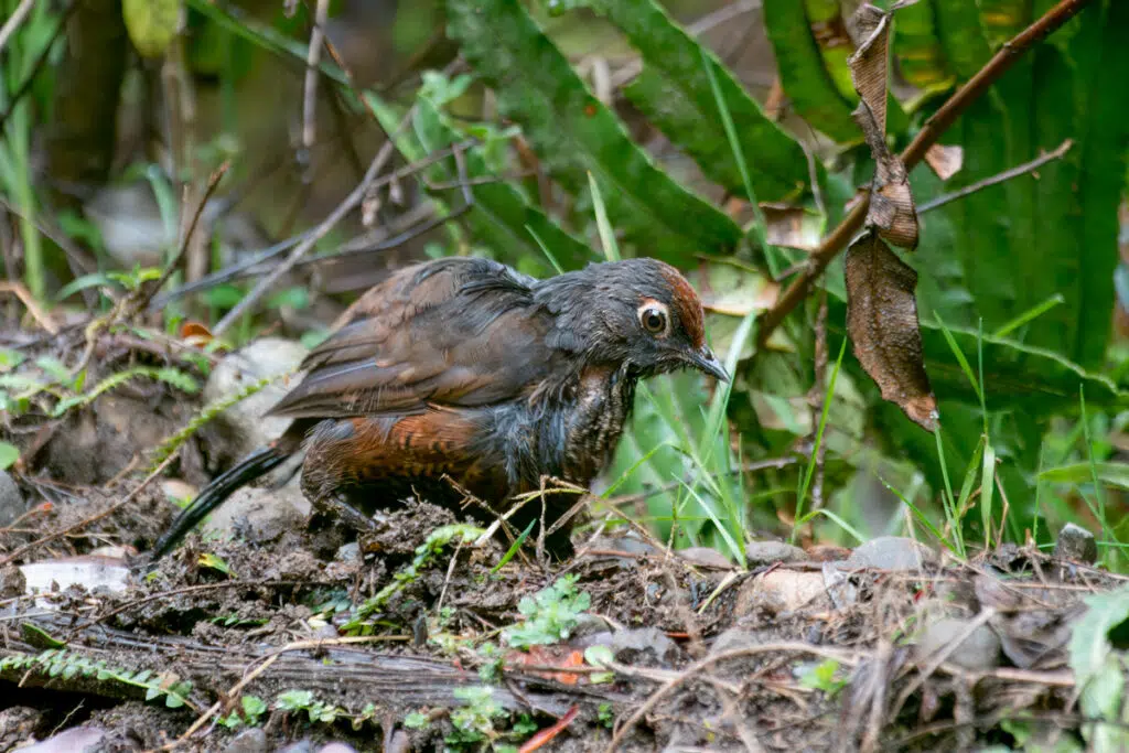 Wet wet on Chiloe island