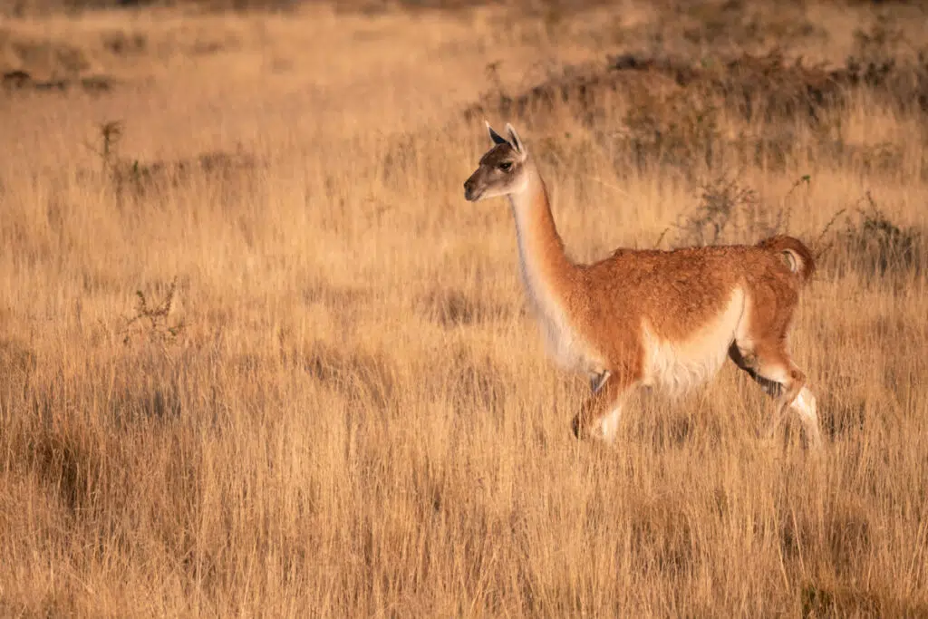 Young guanaco in Torres del Paine National Park