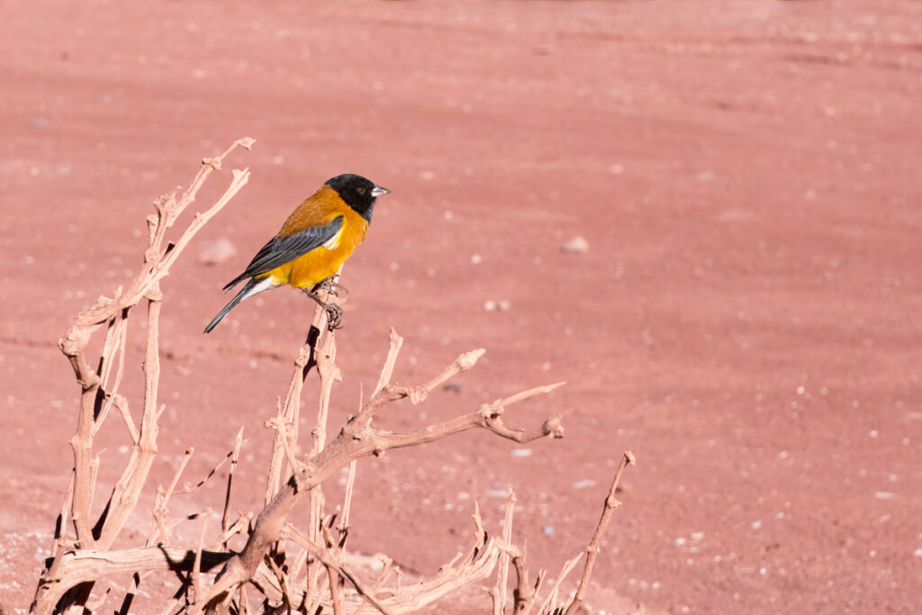 Black-hooded Sierra finch in San Pedro de Atacama