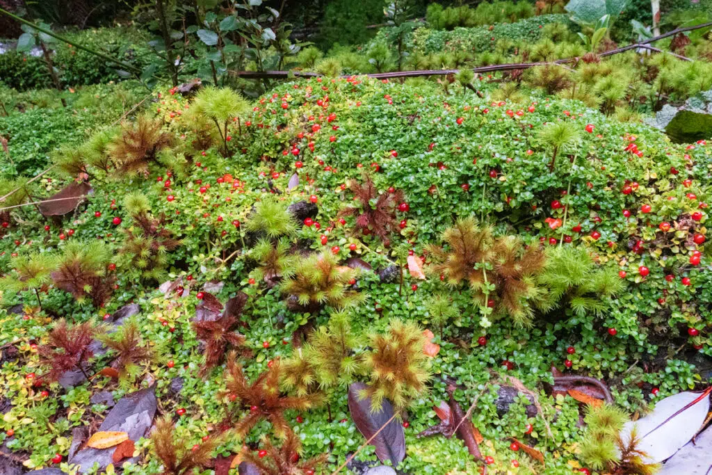 Valdivian rainforest floor