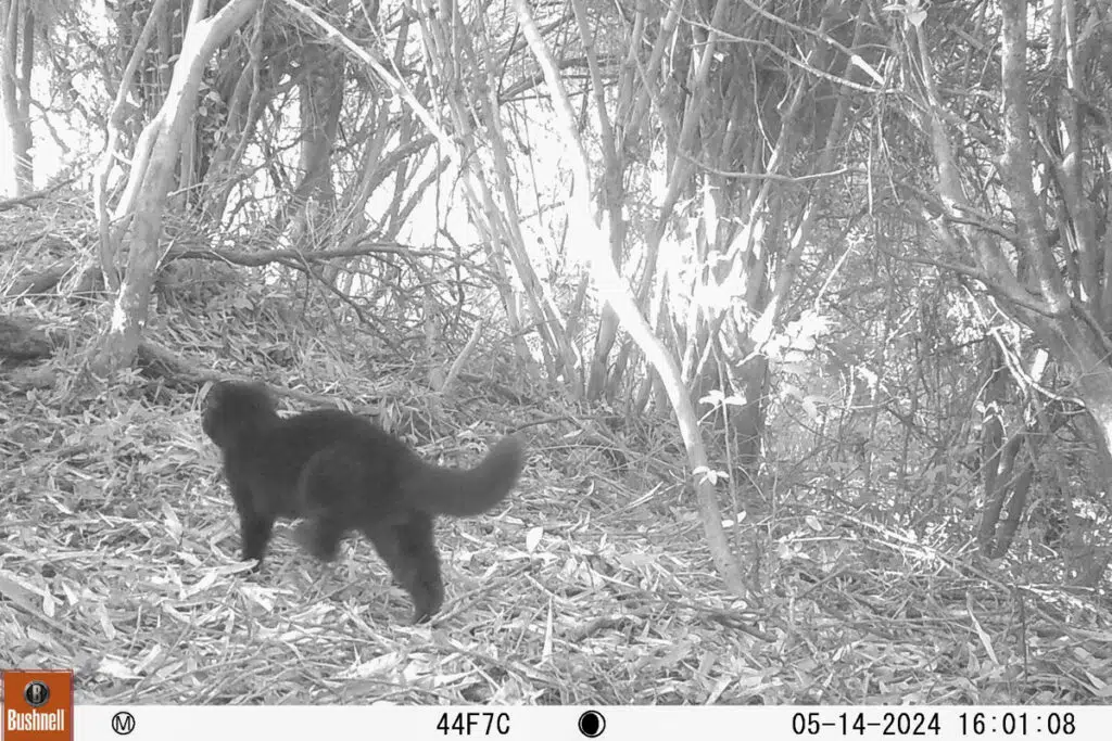 Camera trap image of a melanistic kodkod in Tepuhueico park, chiloe island, chile