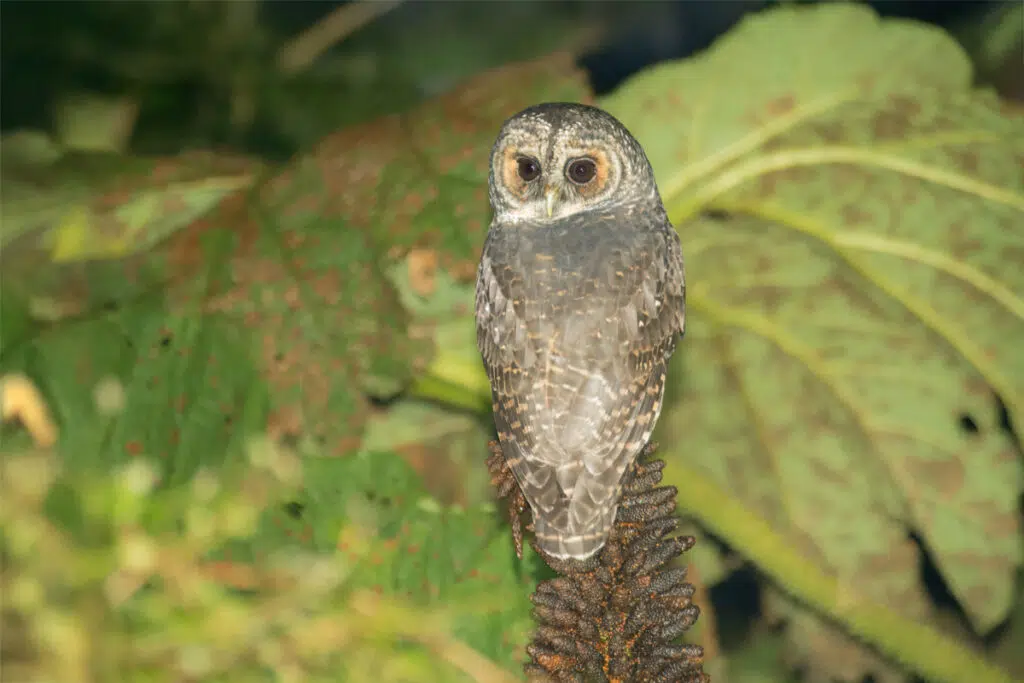 Rufous-legged owl on Chiloe island