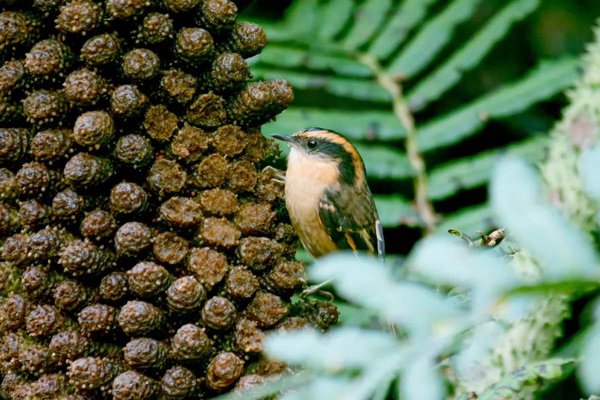 Thorn-tailed rayadito on Chiloe island