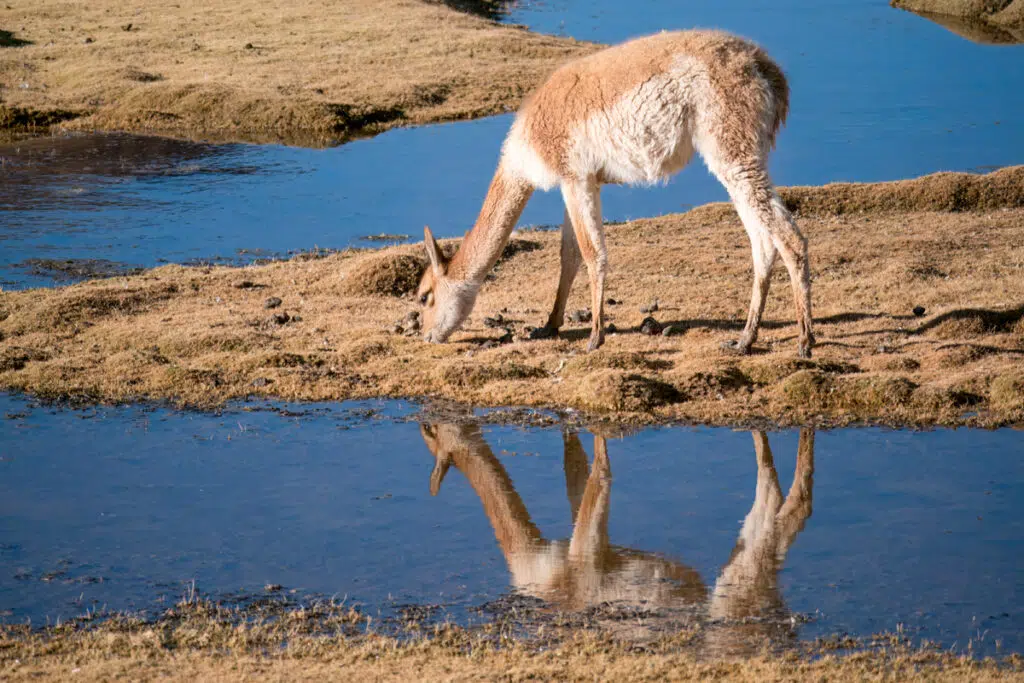 Atacama desert wildlife - vicuna