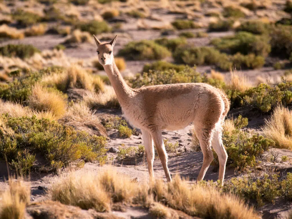 Vicuna in the Atacama desert