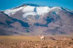 Vicuna channeling a Patagonia guanaco in San Pedro de Atacama