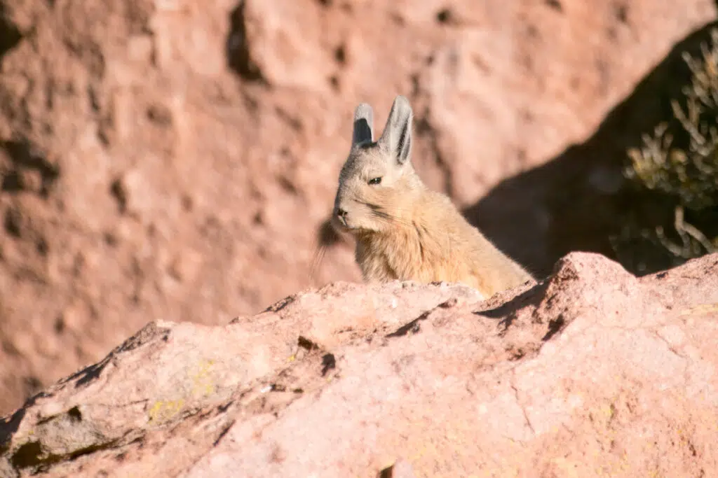 Southern Viscacha in Atacama desert
