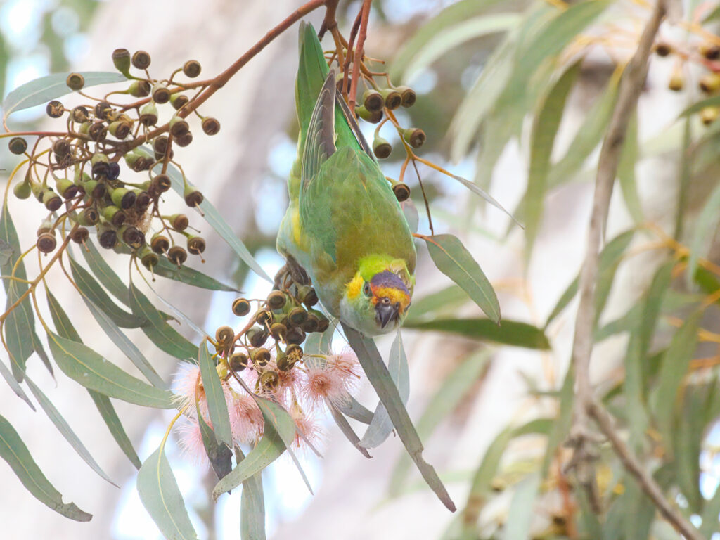 Purple crowned lorikeet on Great Ocean Road