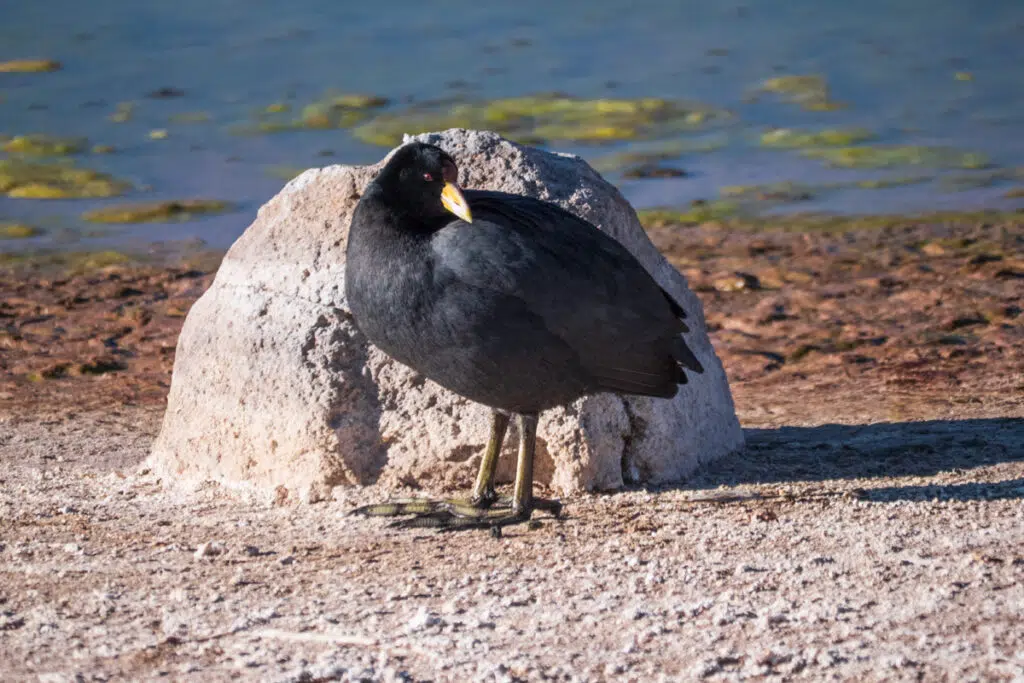 Atacama desert wildlife - Andean coot