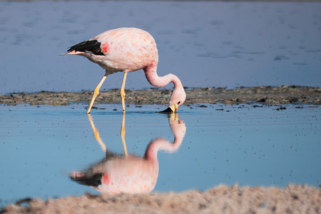 Andean flamingo at Laguna Chaxa