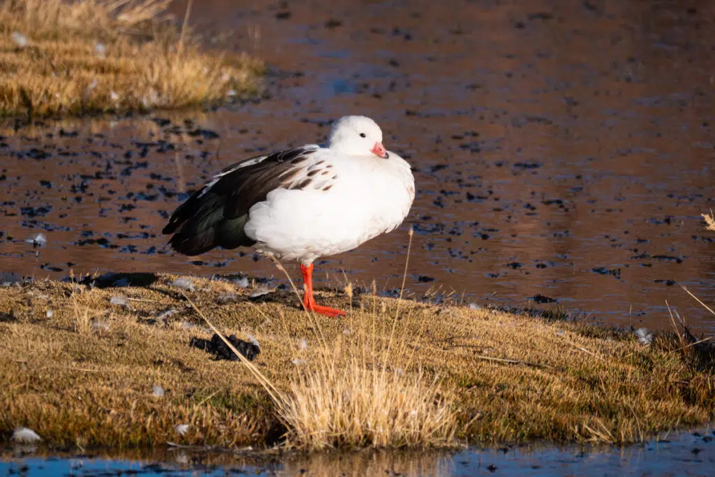 Andean goose at Volcan Putana wetland in Atacama desert