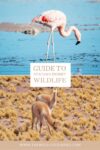 Guide to spotting wildlife in the Atacama Desert
