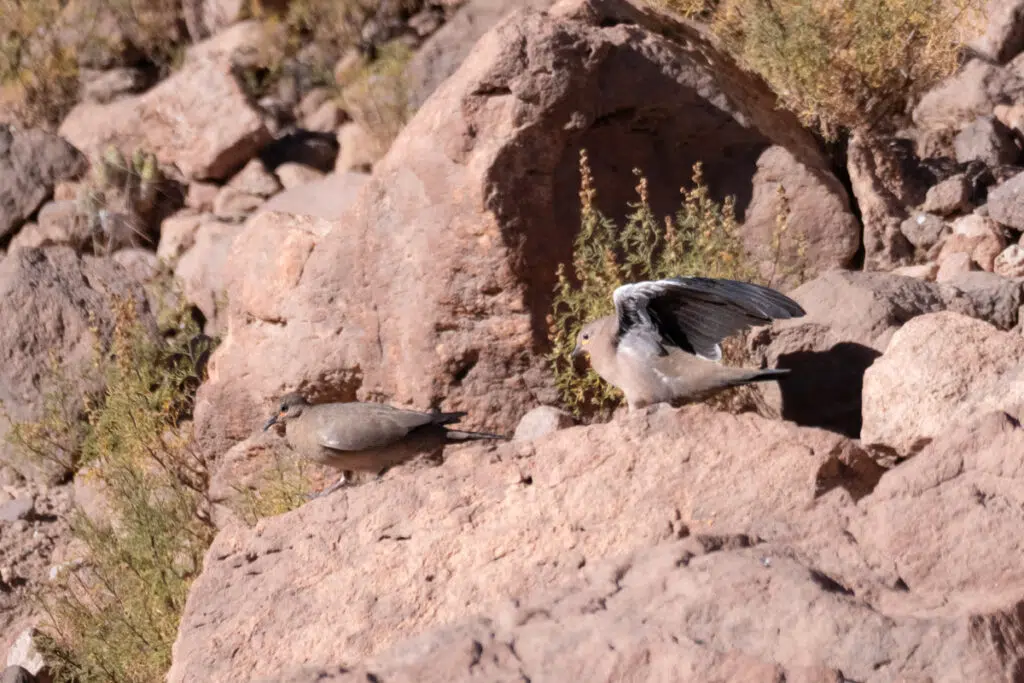 Black-winged ground doves in Atacama desert