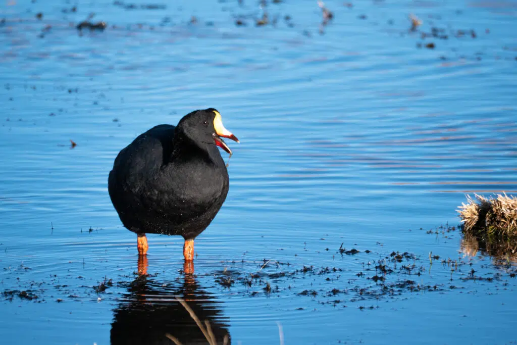 Giant coot - Atacama desert birds