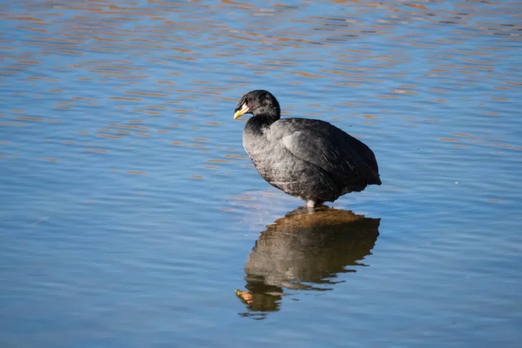 Birds of Atacama desert - Horned coot