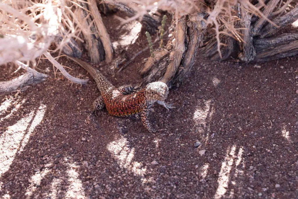 Atacama desert wildlife - Plate's lizzard