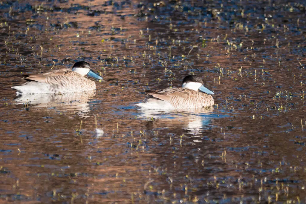 Atacama desert wildlife - puna teals