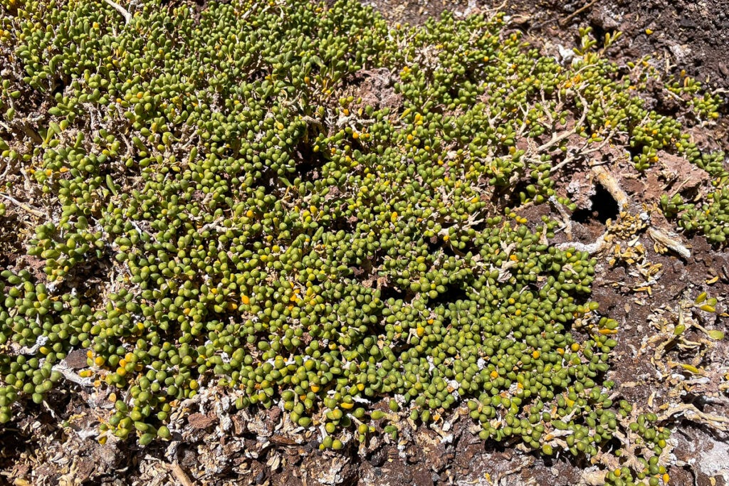 succulents in the rainbow valley atacama