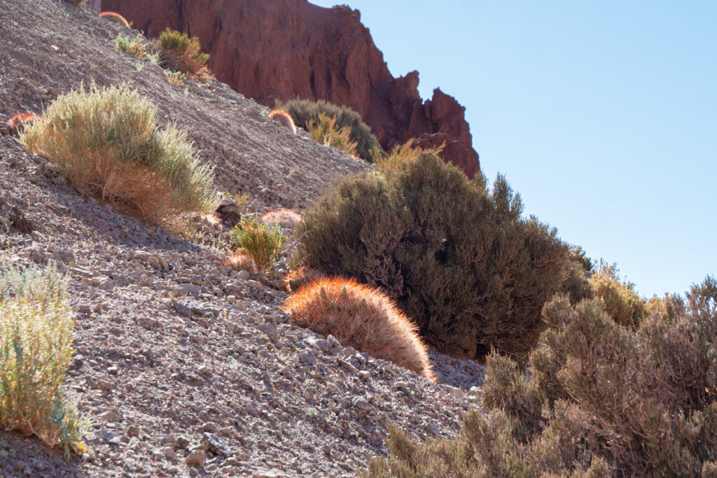 Cactus in rainbow valley atacama