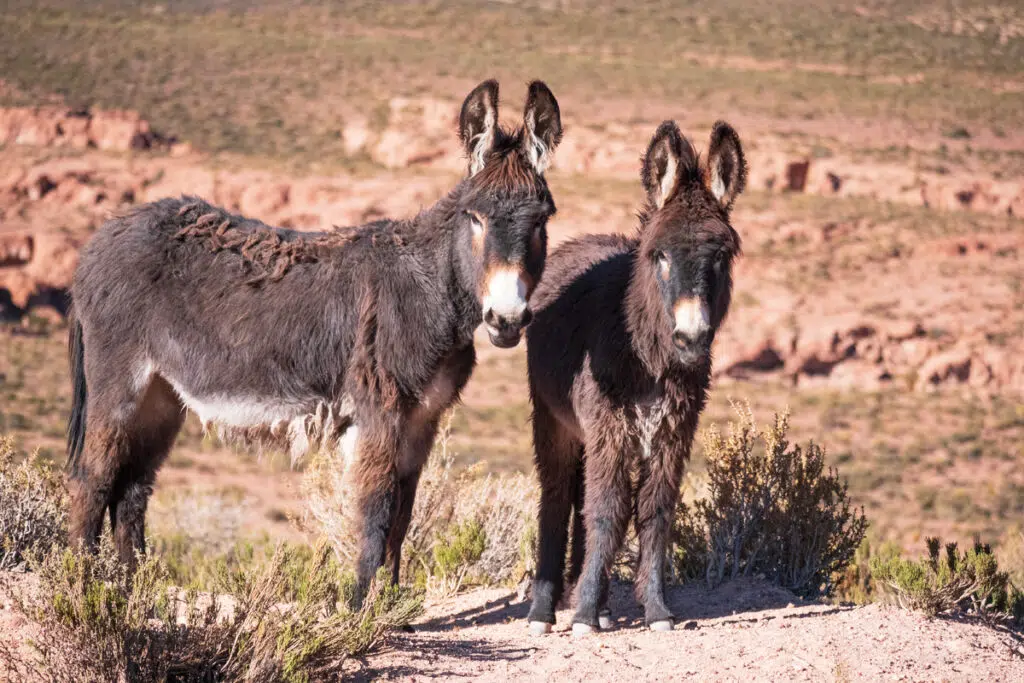 Donkeys are common animals in the Atacama desert