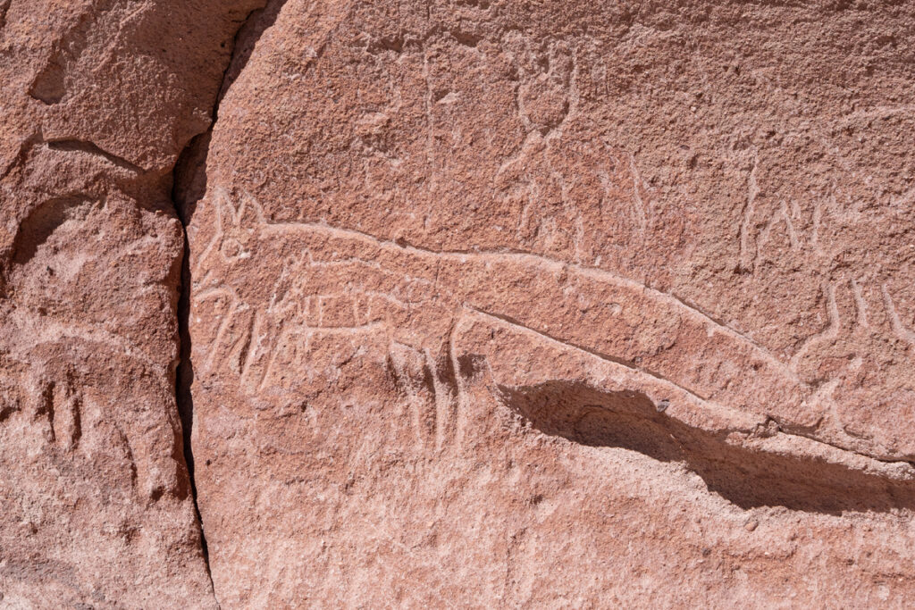 Fox carvings at Yerbas Buenas Petroglyphs