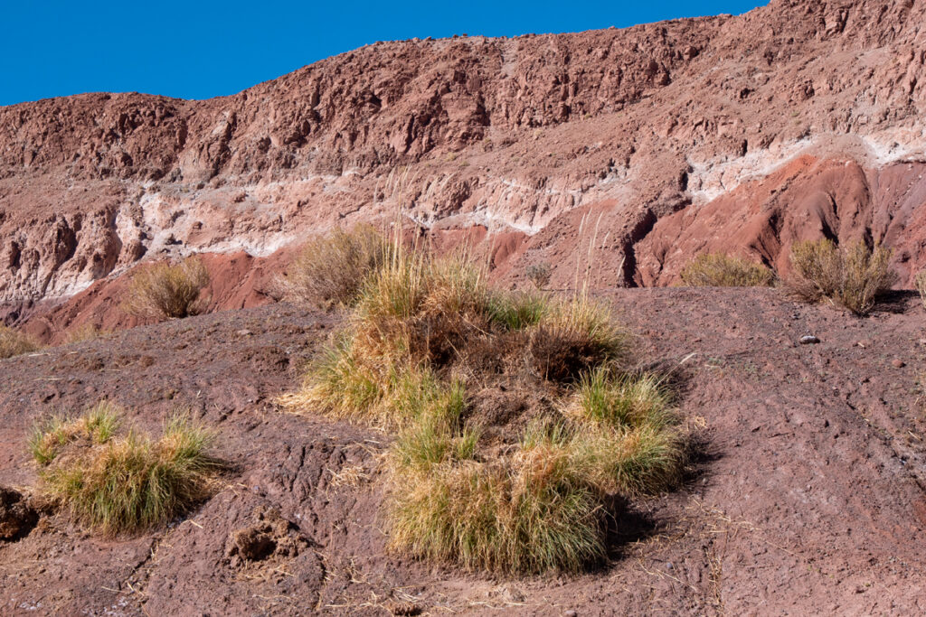 pajonales grass in rainbow valley atacama desert